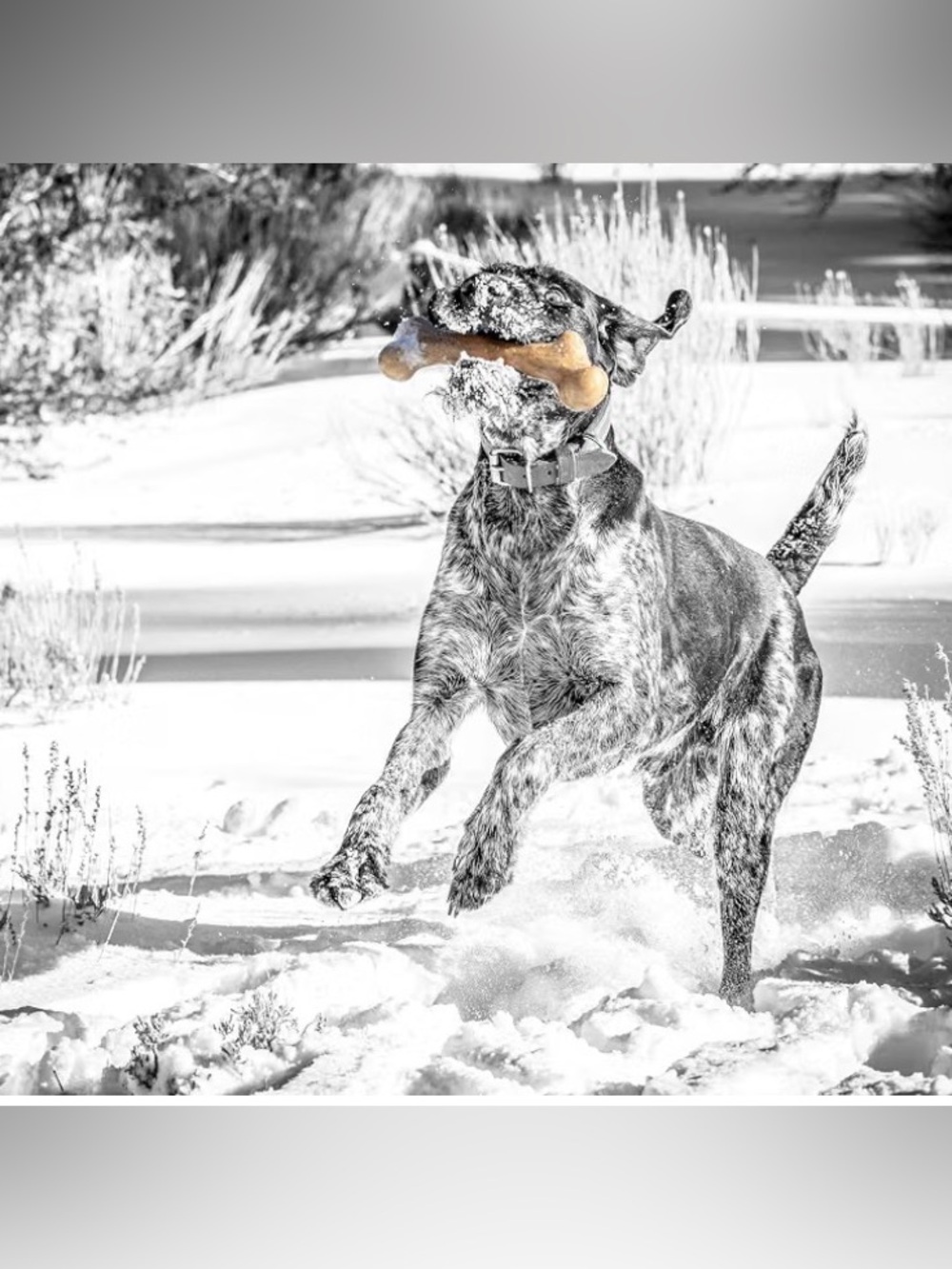 Qwerks Dinosaur BarkBone